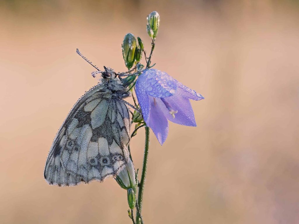 Marbled White Butterfly Roosting On Dewed Harebell Wildflower, local Nature Reserve, CTL0892 - Chase The Light Photography